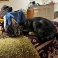 Photo of Dixie