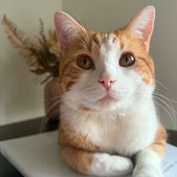 Photo of Toby
