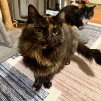 Photo of Sarsparilla