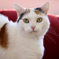 Photo of Cleopatra 👑