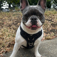 Photo of Dolly 