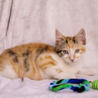 Photo of Harman   Meet Me @ Petstock Prahran 15 Feb