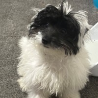 Photo of Pippa ❤️🐾