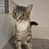 Photo of Freya ** 2nd Chance Cat Rescue **