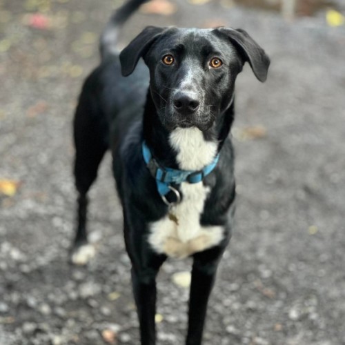 Botas - Australian Kelpie x Border Collie Dog