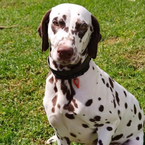 Choccy - Dalmatian Dog