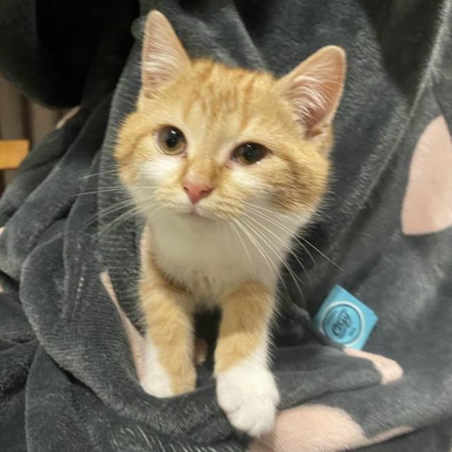 Photo of Saffron **2nd Chance Cat Rescue**