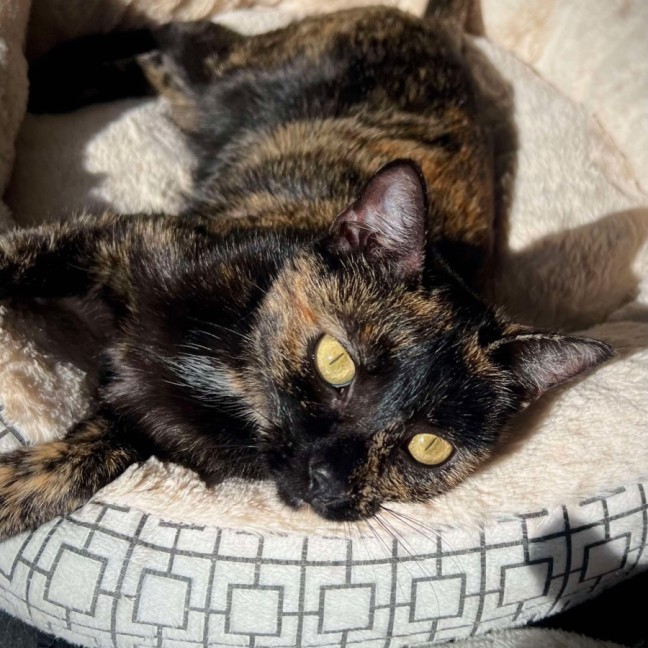 Photo of Arya