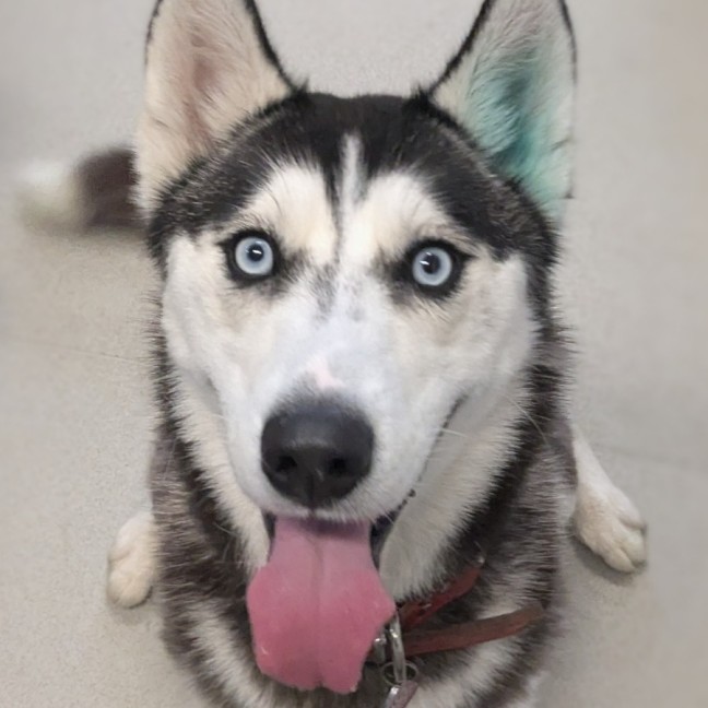Photo of 🎠 Medusa 6366 🎠 (Happily Adopted 🥰)
