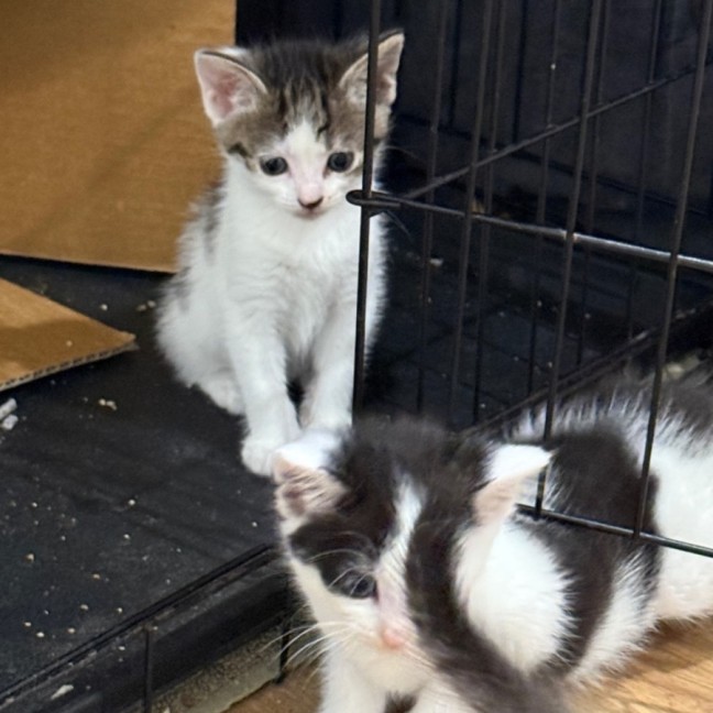 Photo of Meowtallica