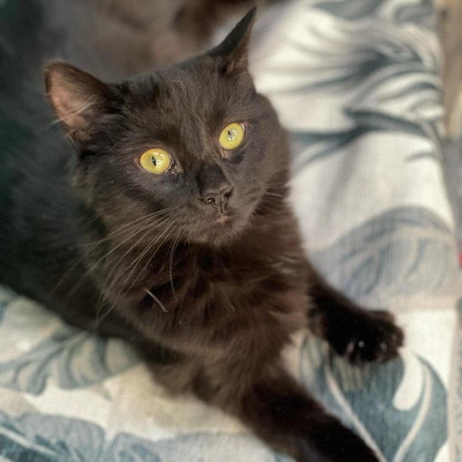 Photo of Scully **2nd Chance Cat Rescue**