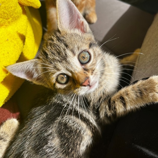 Photo of Susu