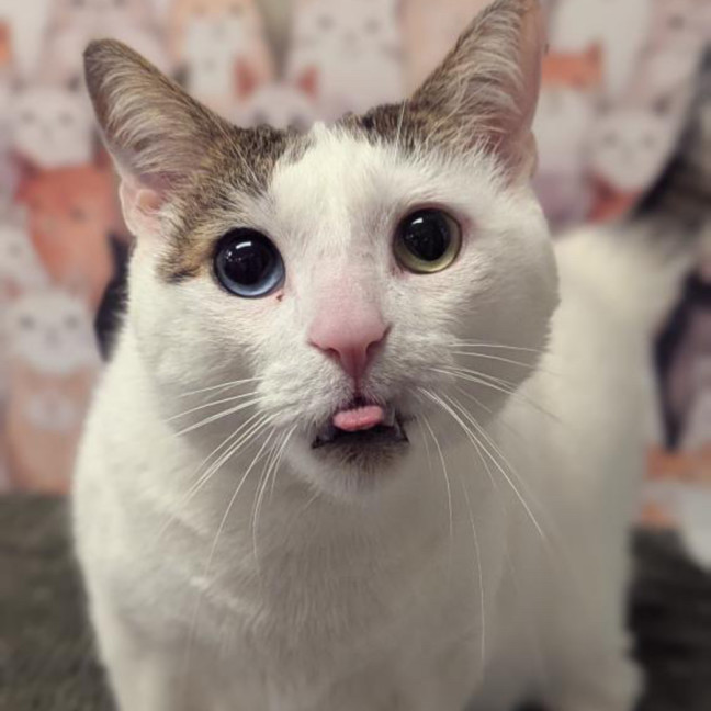 Photo of David Bowie 