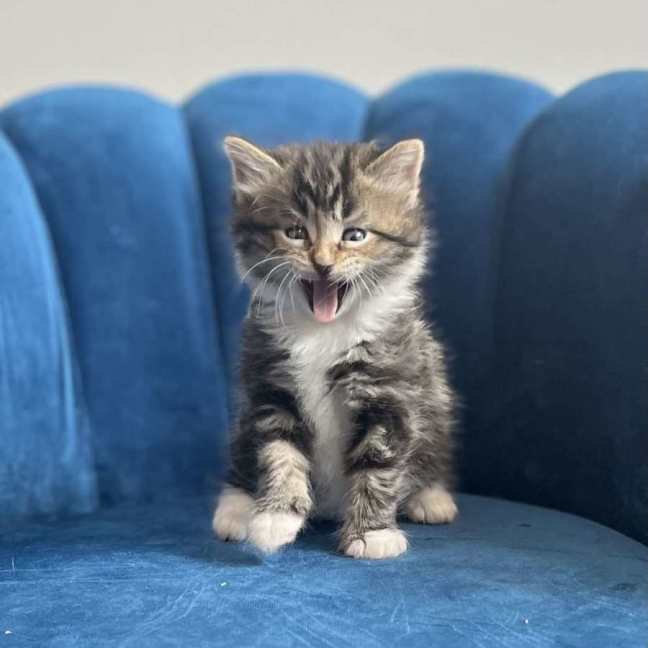 Photo of 🍀 Paddy 🍀