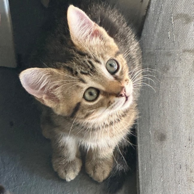 Photo of Kobe 💫💙