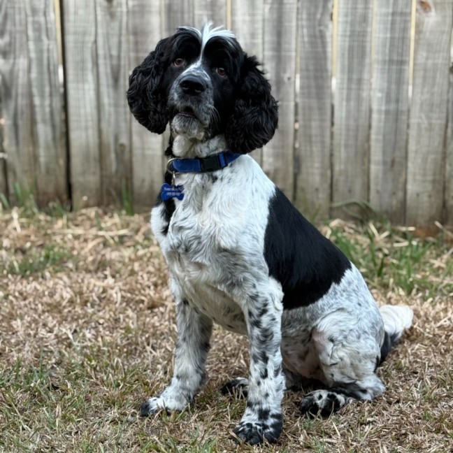 Photo of Harley