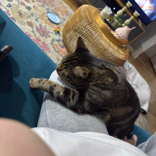 Photo of Kovu *9 Lives Project Rescue*