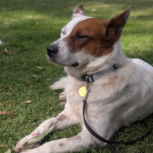 Photo of Paquito