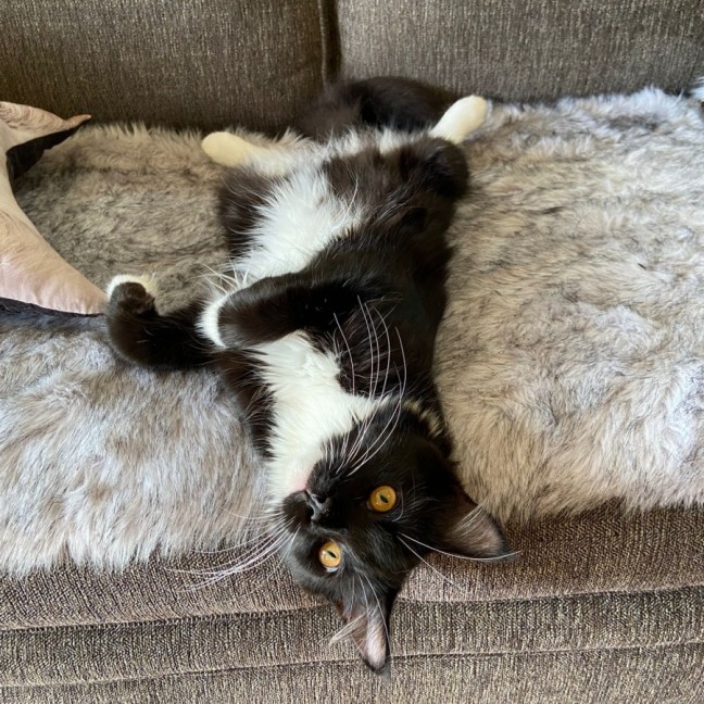Photo of Tucker ^^Dandy Cat Rescue^^