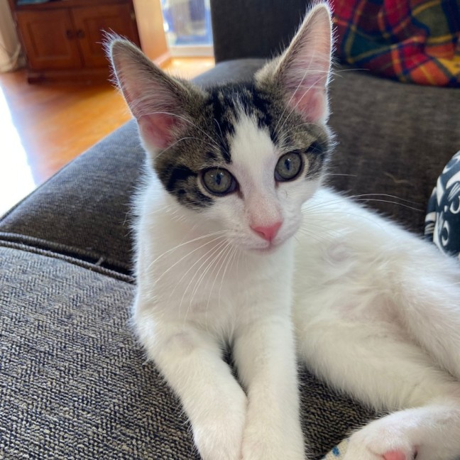 Photo of Archie ^^Dandy Cat Rescue^^