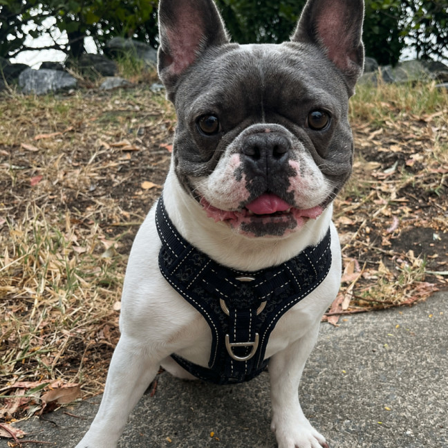 Photo of Dolly 