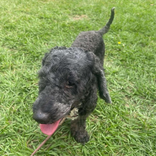 Photo of Piper