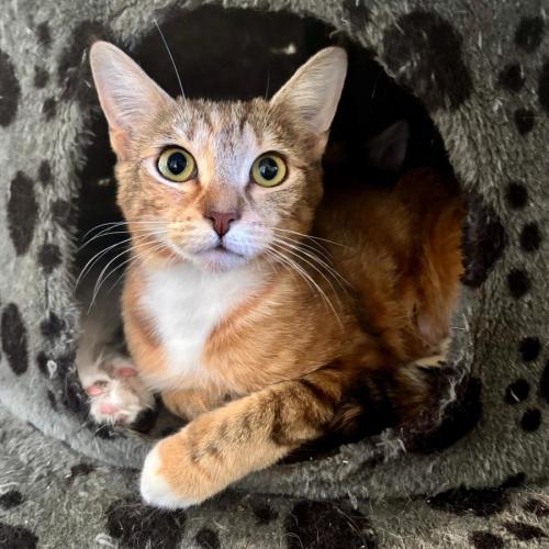 Candy - Domestic Short Hair (DSH) Cat