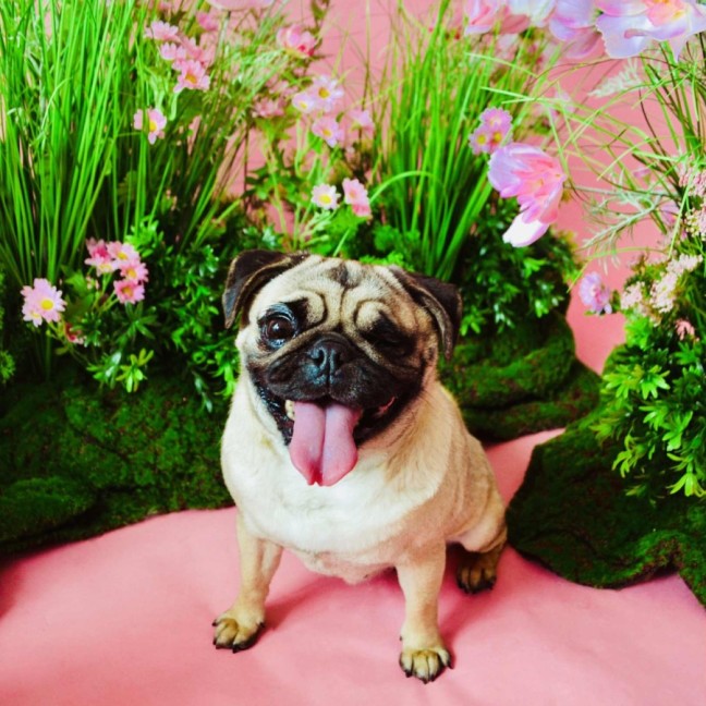 Photo of Cinderella And Ariel