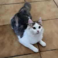 Photo of Ziggy