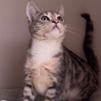 Photo of Jelly Bean 