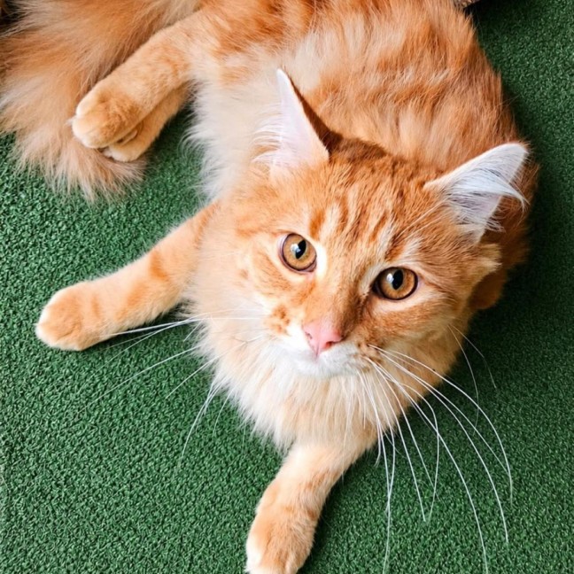 Photo of Neville 