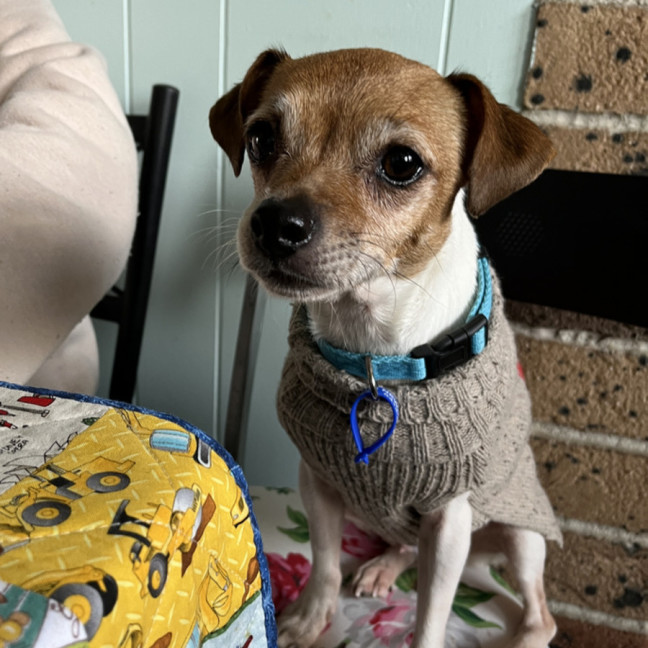 Photo of Jesse 💝5yo Jack Russell Terrier(on Trial 26/8/24)