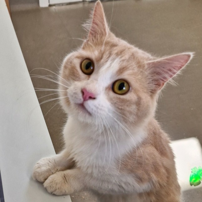 Photo of C1348 Dream 