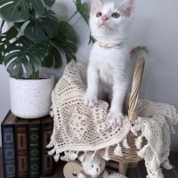 Photo of Peaches 🪷