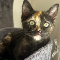 Photo of Plum
