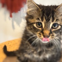 Photo of Buddy Meet Me@Petstock Hastings Store