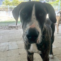 Photo of Clover