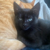 Photo of Hebe **2nd Chance Cat Rescue**