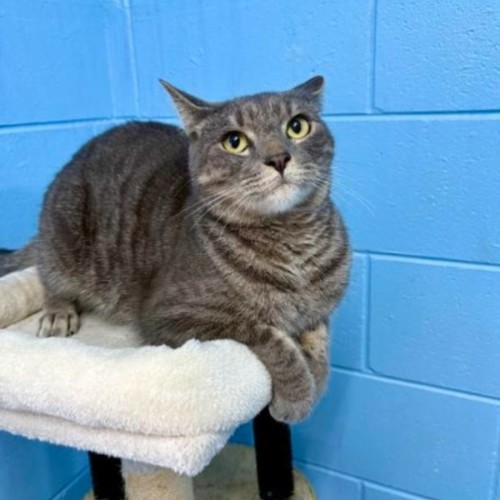 Desmond - Domestic Short Hair (DSH) Cat