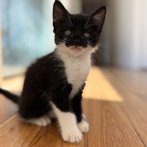 Wizard - Domestic Medium Hair (DMH) Cat