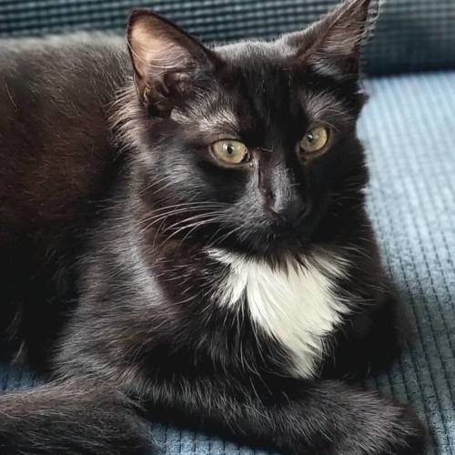 Katy Purry - Domestic Short Hair (DSH) Cat