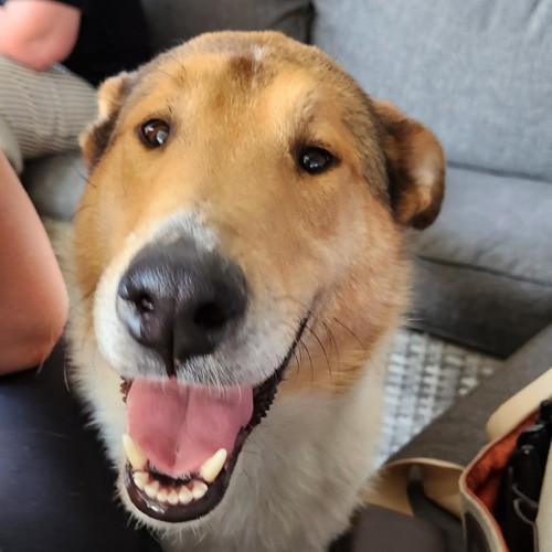 Jock - Collie (Smooth) Dog