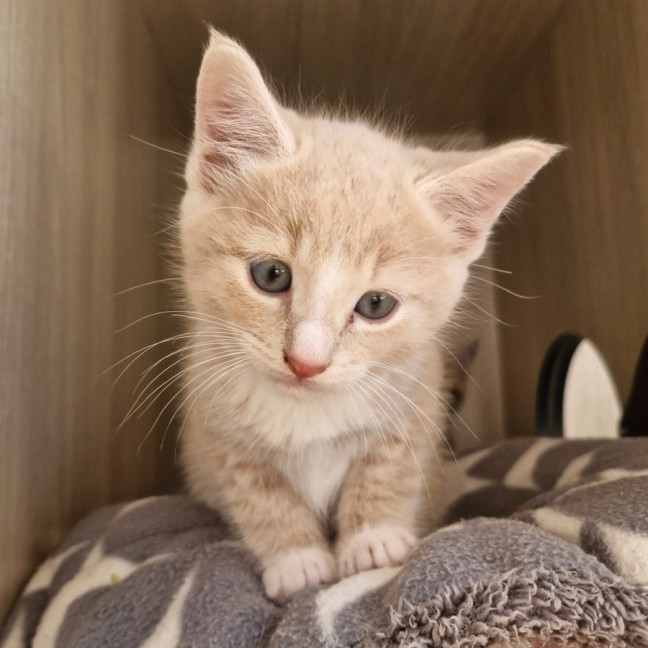 Photo of C1508 David