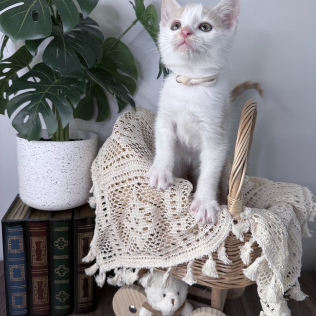 Photo of Peaches 🪷