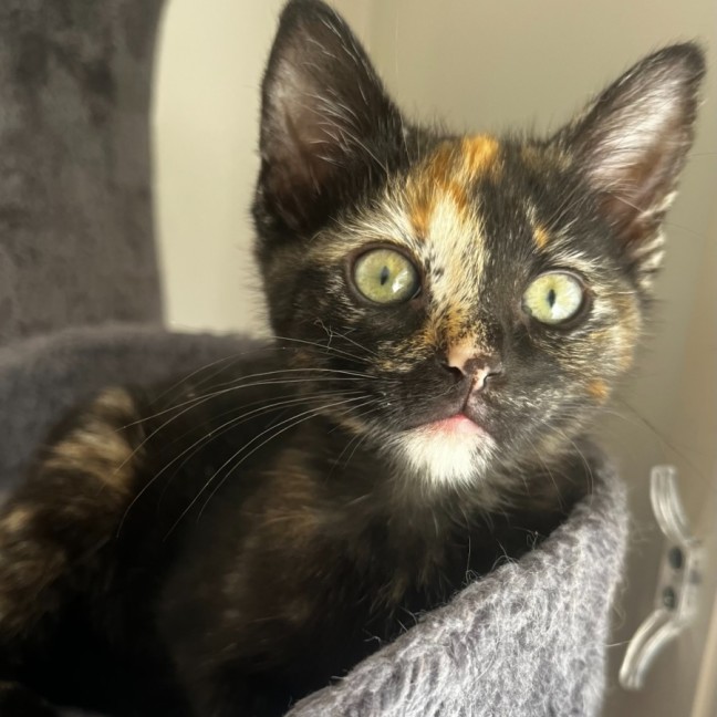 Photo of Plum