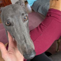 Photo of Ike, The Greyhound
