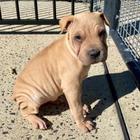 Photo of D1021 Rebel 