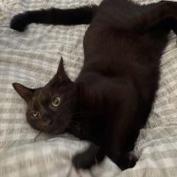 Photo of Boop