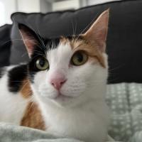 Photo of Catsa Bonita