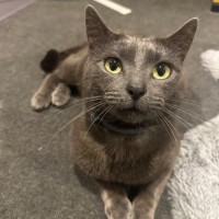 Photo of 🩶Shoto!🩶